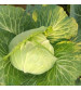 Cabbage / Patta Gobi OP Golden Acre 10 grams
